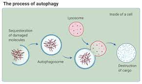 Autophagy