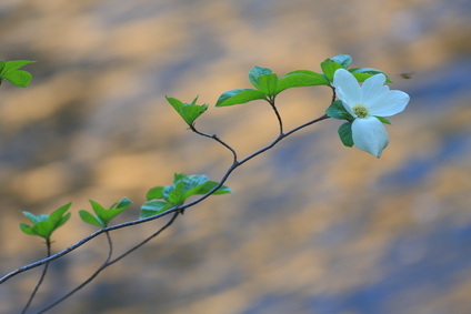 Yosemite wildflower