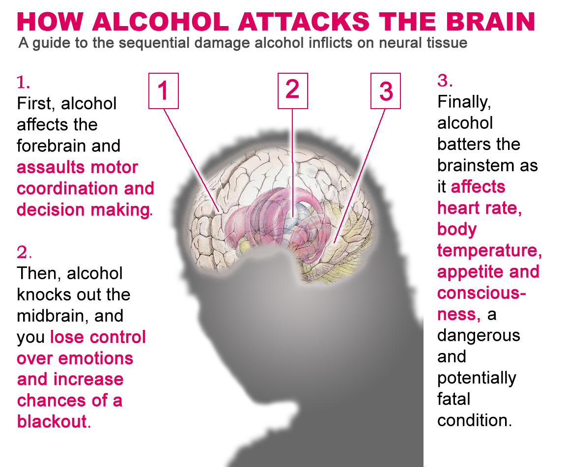 alcohol and the brain 2