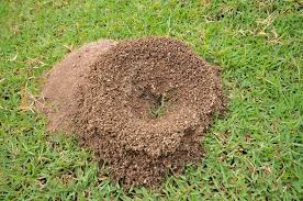 ant 7