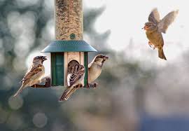 bird feeder