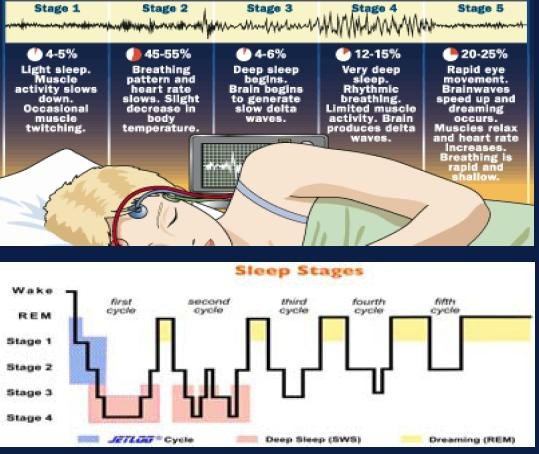 brain activity during sleep