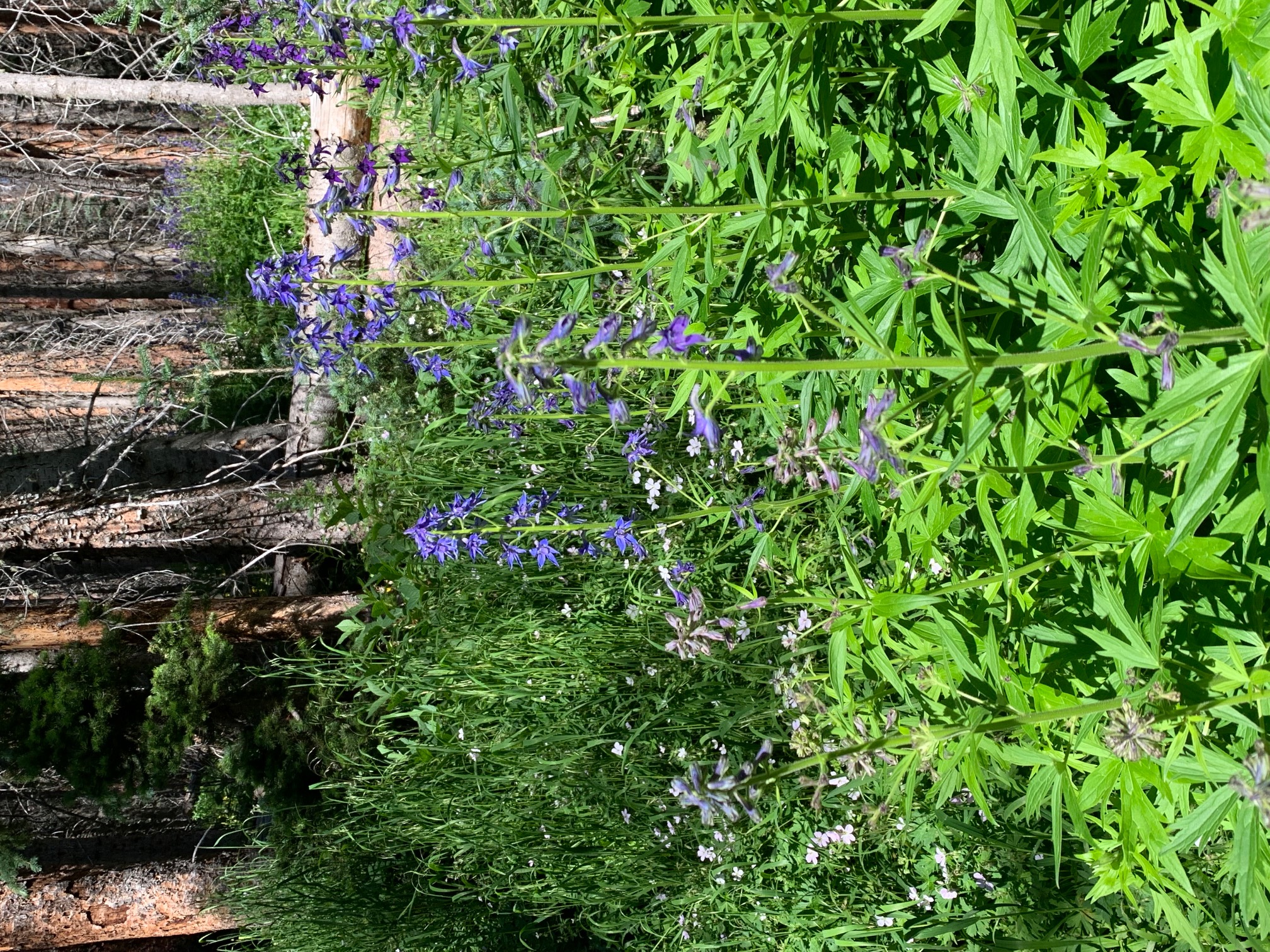 Lush foliage