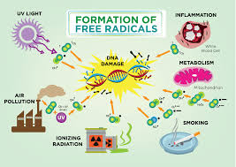 free radicals