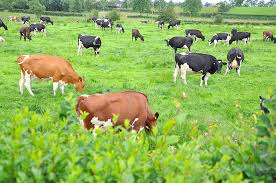 grazing cattle