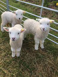 lambs