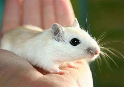 a pet gerbil