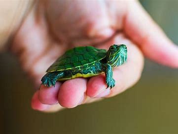 a pet turtle