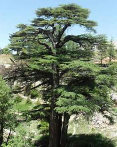 Cedar of Lebanon