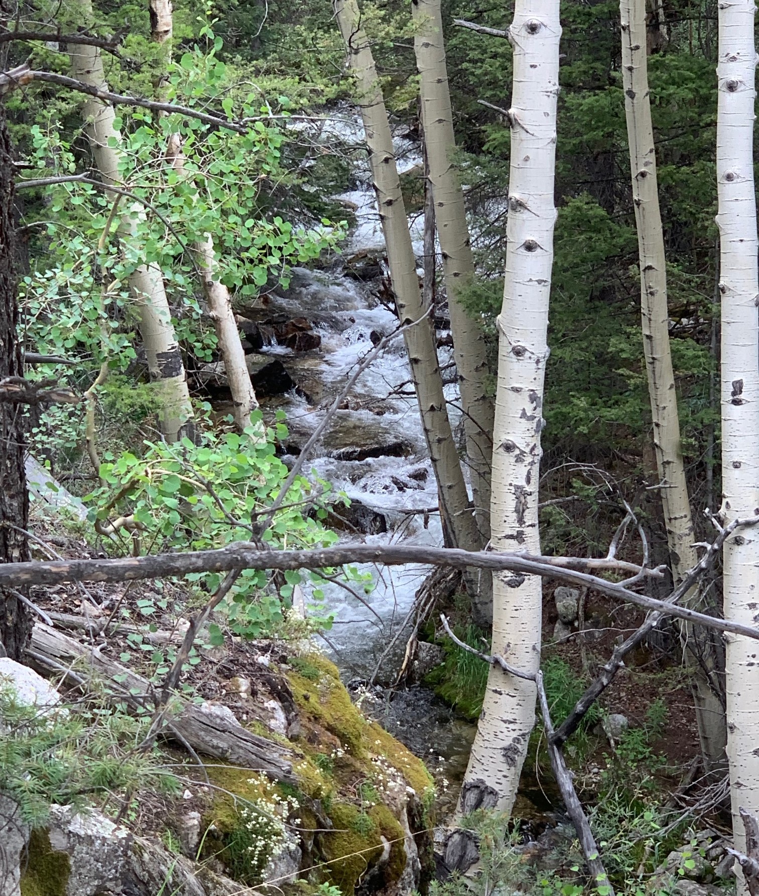 Creek on the trail to Continental Divide
