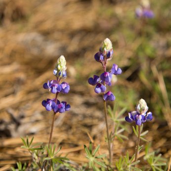 Yosemite wildflower