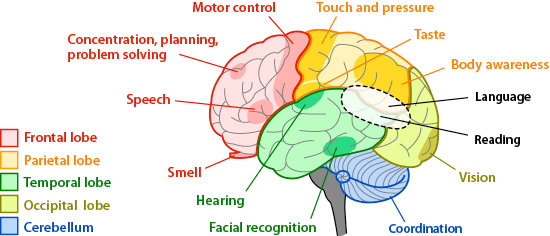 brain function