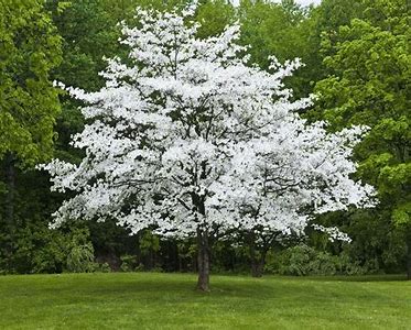 dogwood tree