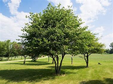 hawthorn tree