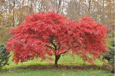 japanese maple