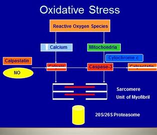 oxidative stress