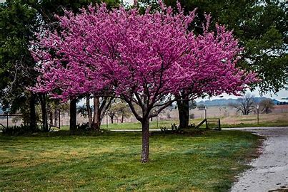 redbud tree