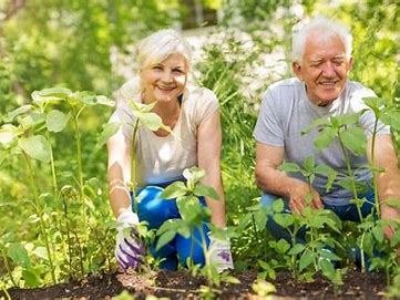 seniors working in the garden